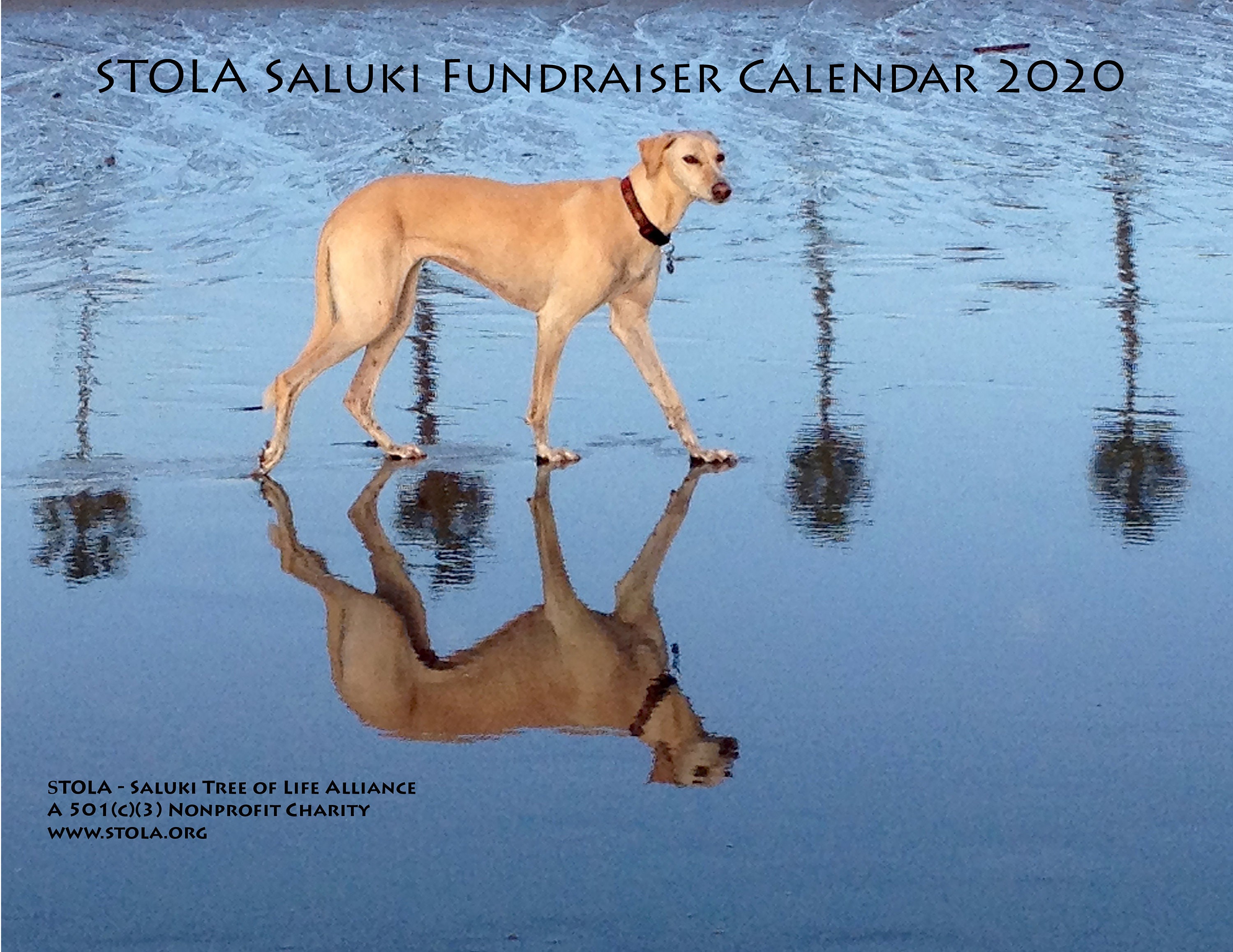 Saluki Hound Calendar 2020 Custom Made Rescue Fundraiser Etsy