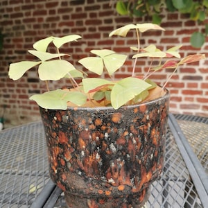 Peut inclure: Une plante verte en pot dans un pot en céramique moucheté brun et noir. Le pot a une surface texturée et est posé sur une table en métal.
