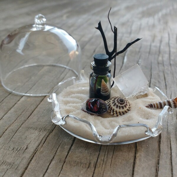 Living Zen Garden - Marimo Terrarium - Meditation Garden under Glass Dome
