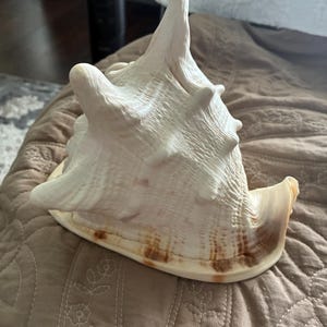 May include: A large, off-white conch shell featuring a prominent, pointed spire and several smaller, rounded protrusions along its body. The base of the shell displays a smooth, curved opening with subtle brown and tan markings along the outer edge.