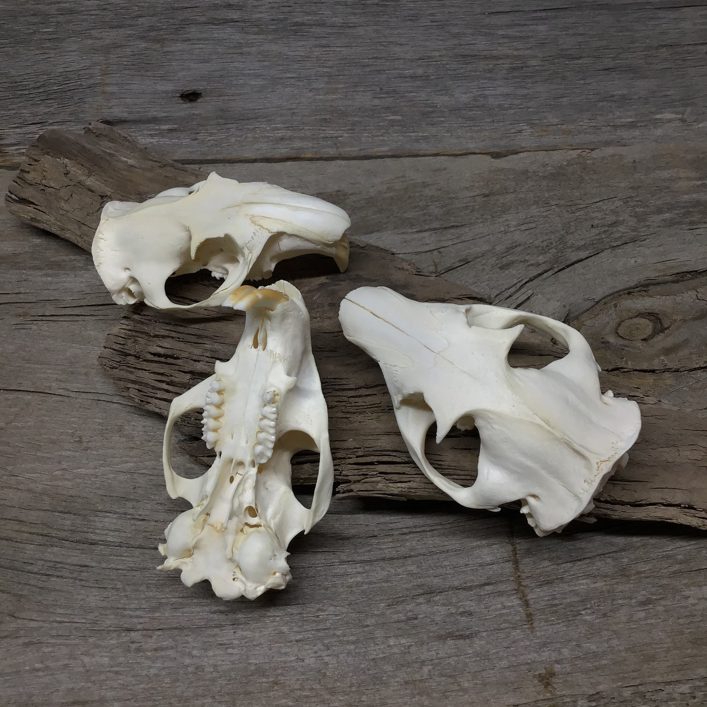 Woodchuck Skull including FREE standard shipping within USA Etsy