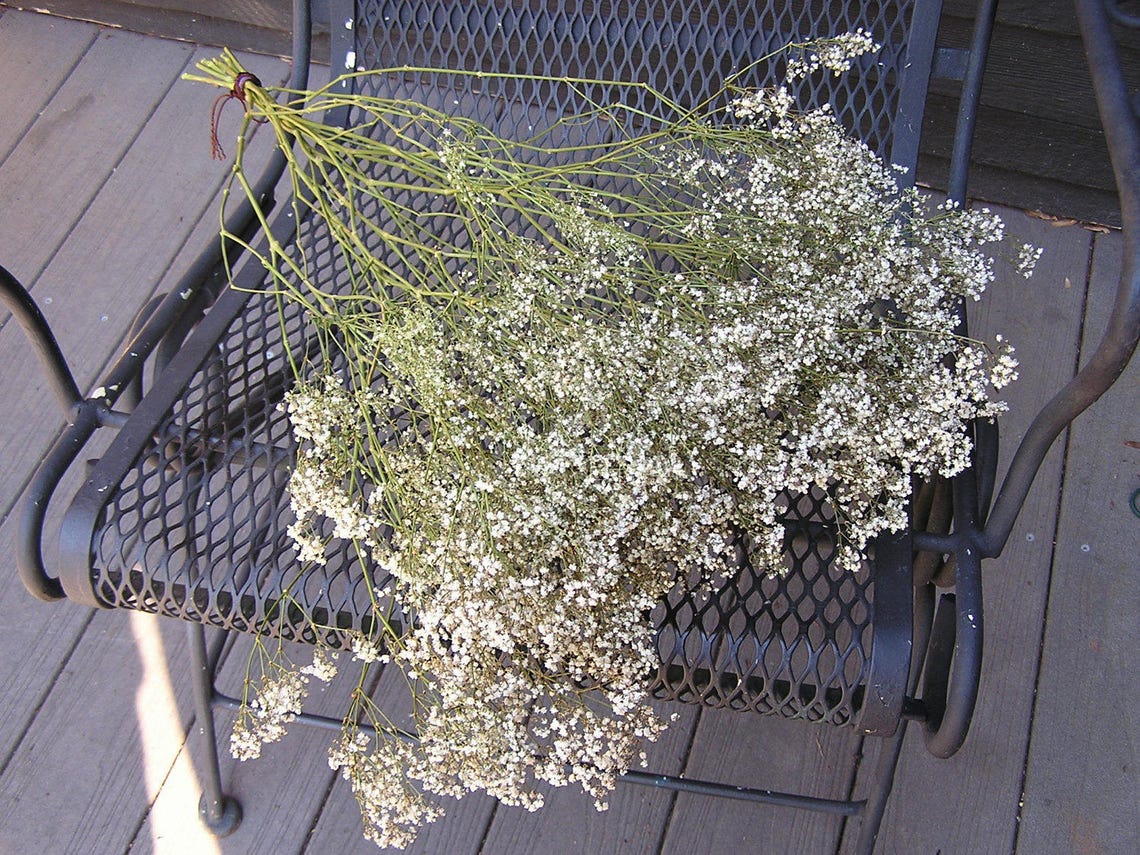 Dried Baby's Breath Bunch of Dried Baby's Breath Etsy