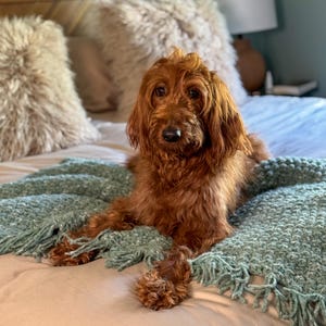 Chunky crochet blanket in soft, thick yarn showcasing cozy, textured stitches perfect for beginners. Draped gently over a bed with dog, ideal size for home decor accents. PDF crochet pattern with video tips included for easy crafting