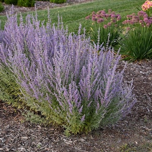 Perovskia ‘Little Spire’ – Russian Sage Live Starter Plant | 6-8” Tall | Drought-Tolerant Perennial | Ships from Georgia
