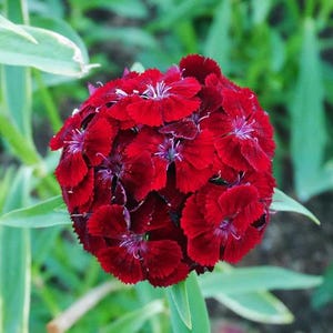 Sweet Williams (Dianthus) Seeds – Crimson Red Cut-Flowers 30 seeds