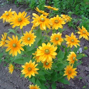 May include: A cluster of vibrant yellow coneflowers with dark green centers and multiple petals. The flowers are surrounded by green leaves and stems, set against a backdrop of soil and other greenery. The image showcases the natural beauty of these blooming flowers.