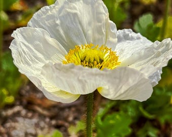 May include: A close-up of a white poppy flower with delicate, ruffled petals. The center of the flower is a vibrant yellow, surrounded by a ring of dark stamens. The stem is green and hairy, with green leaves in the background.
