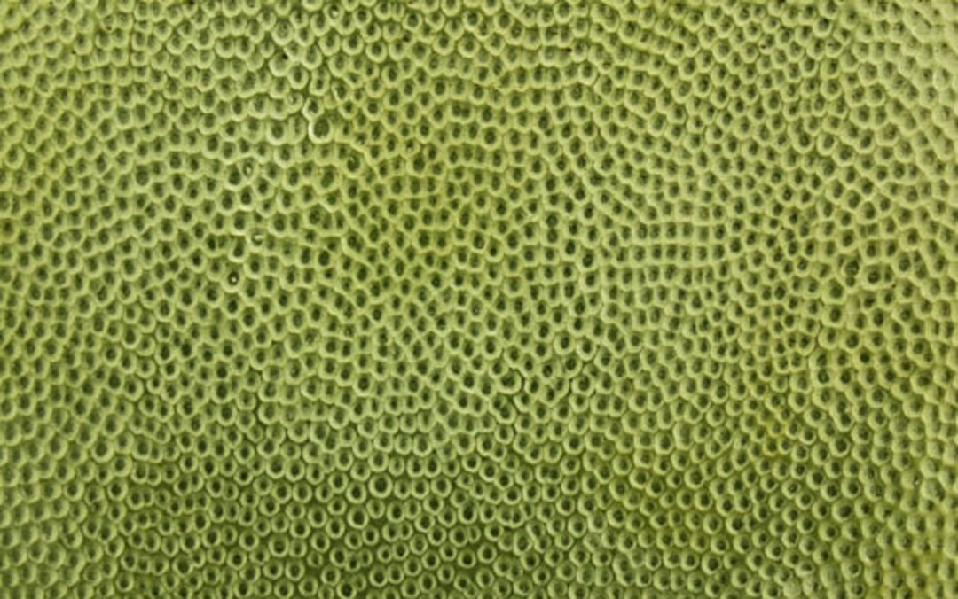 Pattern Brass Sheet hammered 5 2.5 Wide 24ga choose Length BSP105 Etsy