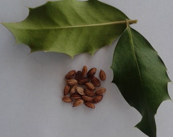 Stecklinge von Stechpalme, Ilex Aquifolium, Gewhnliche Stechpalme - Etsy  sterreich