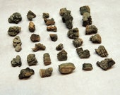 30 Small pieces of Hackberry Tree Bark, 1 4 quot - 1 2 quot Crafting, Assemblage, Altered art, Woodland decor, Natural History, Curiosity Cabinet