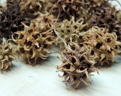 36 SMALL Sweet Gum tree seed pods, Nature Crafts, Woodland or rustic decor curiosity cabinet natural history collection