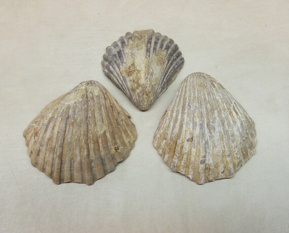 Afbeeldingsresultaat voor scallop fossil