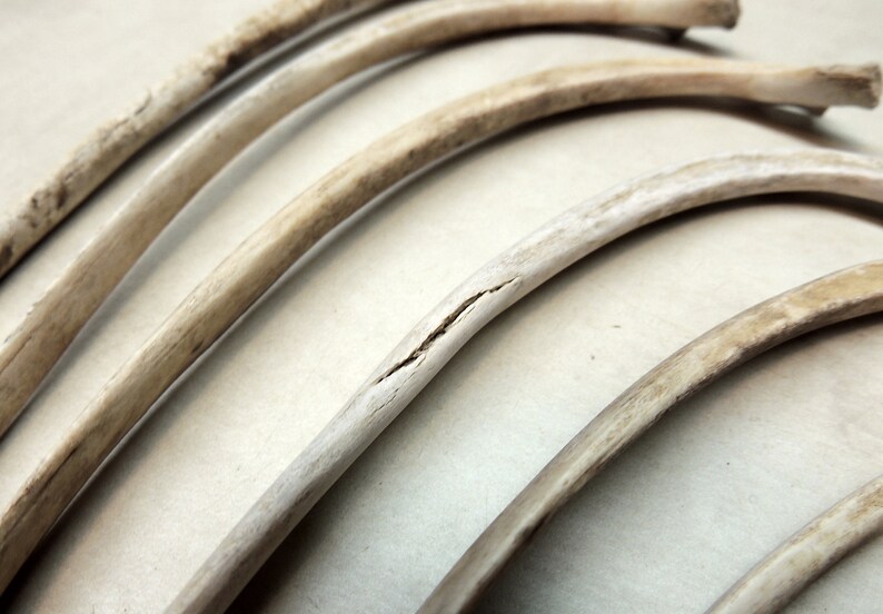 Bone decor Jewelry making Bone Carving Crafting Animal Rib Bones 6 Wild hog rib bones Curiosity cabinet