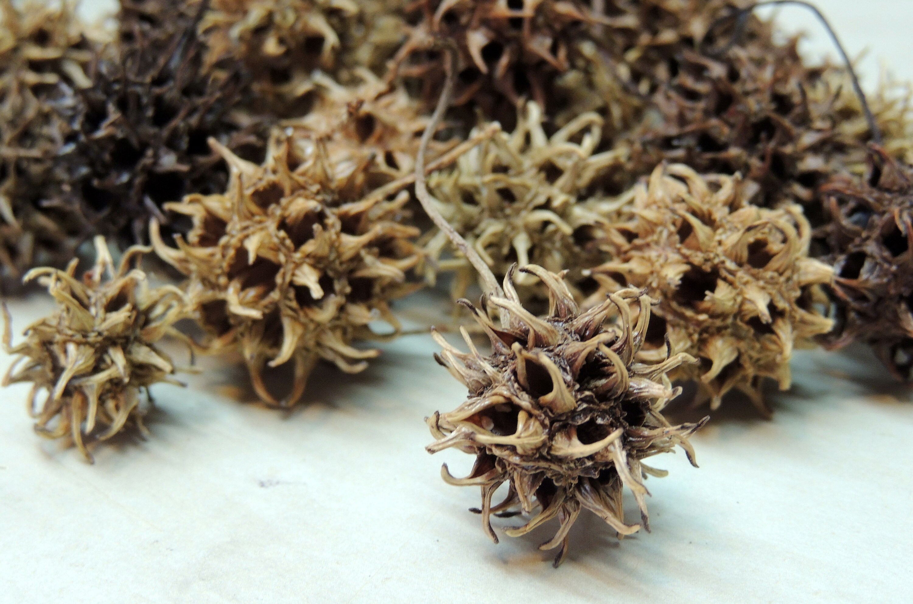 36 PEQUEÑAS vainas de semillas de árboles sweet gum | Etsy