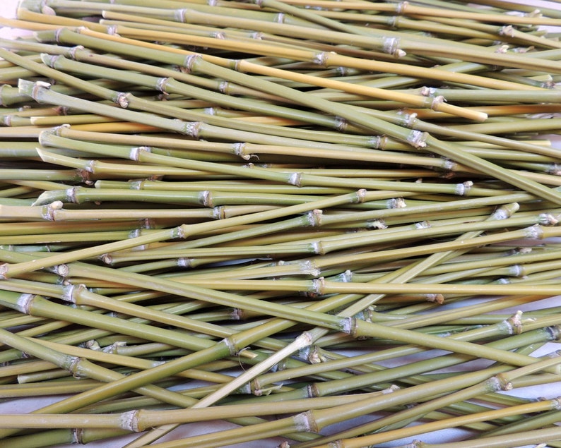 Lot of 24 Golden Bamboo Sticks 12 long for Crafting Etsy