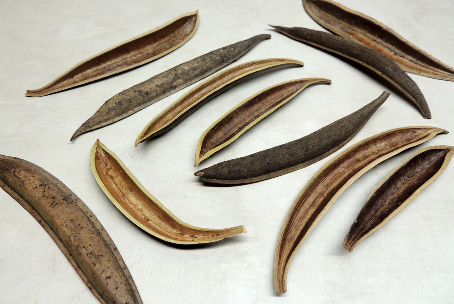 12 Trumpet Vine Seed Pod casings Crafting Botanical Diorama Etsy