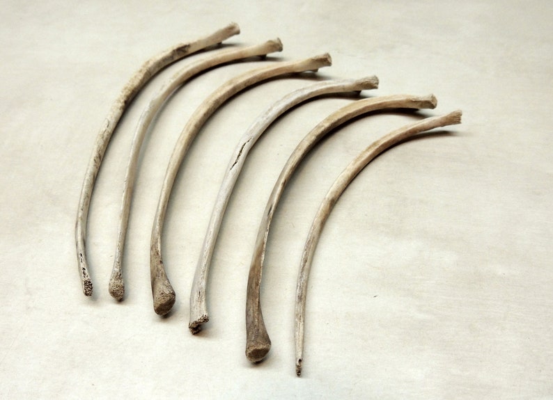 Bone decor Jewelry making Bone Carving Crafting Animal Rib Bones 6 Wild hog rib bones Curiosity cabinet