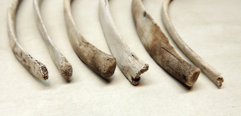 Bone decor Jewelry making Bone Carving Crafting Animal Rib Bones 6 Wild hog rib bones Curiosity cabinet