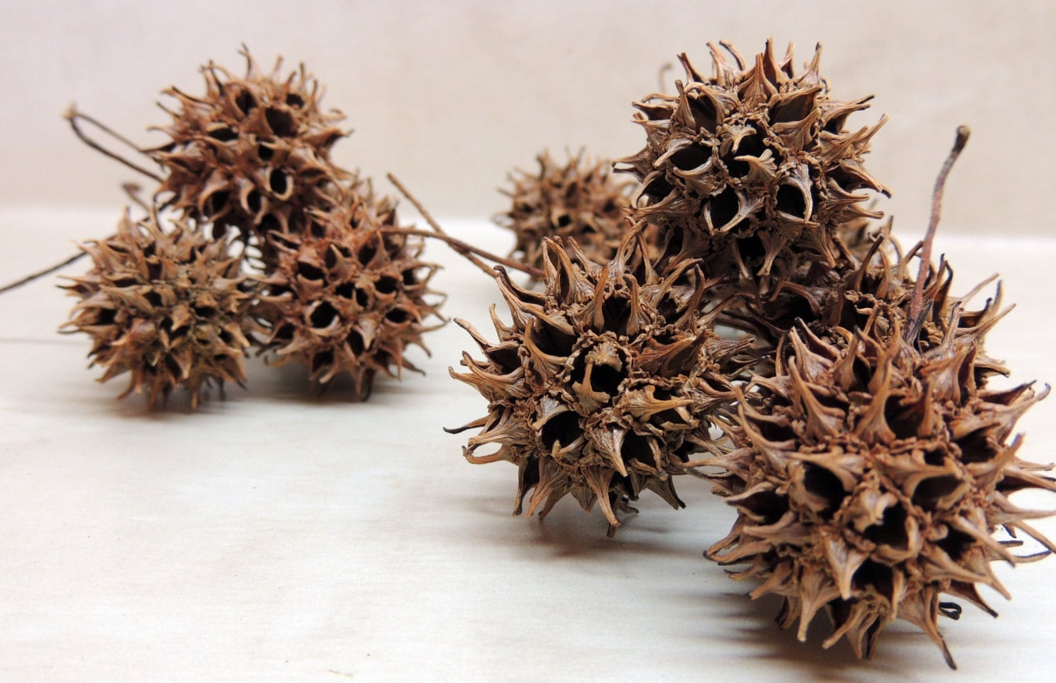 24 Sweet Gum tree seed pods Woodland or rustic decor curiosity