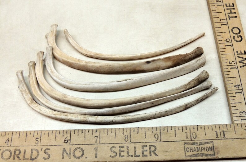 Bone decor Jewelry making Bone Carving Crafting Animal Rib Bones 6 Wild hog rib bones Curiosity cabinet