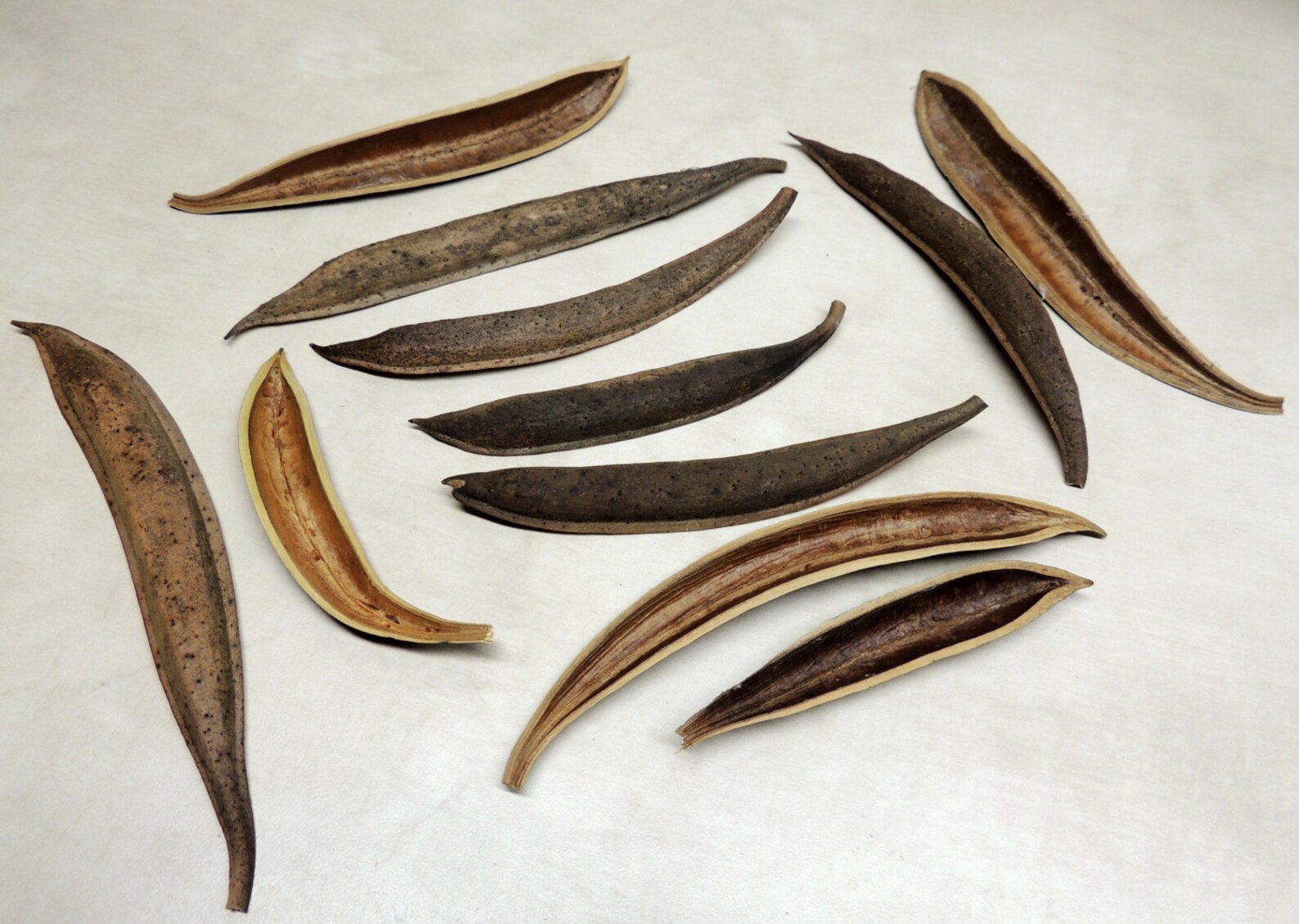 12 Trumpet Vine Seed Pod casings Crafting Botanical Diorama Etsy