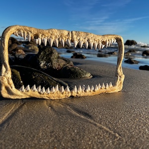 Shark teeth license plate frame anime horror