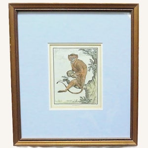 1 of 3 18th Century French Hand Colored George-Louis Leclerc Comte de Buffon Monkeys Copper Engravings Framed Antique - Malbrouck