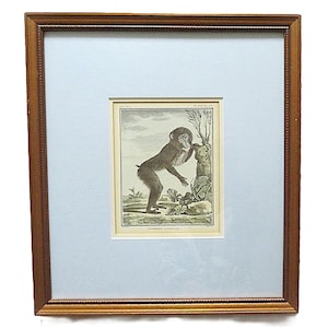 1 of 3 18th Century French Hand Colored George-Louis Leclerc Comte de Buffon Monkeys Copper Engravings Framed Antique - Mandrill Femelle