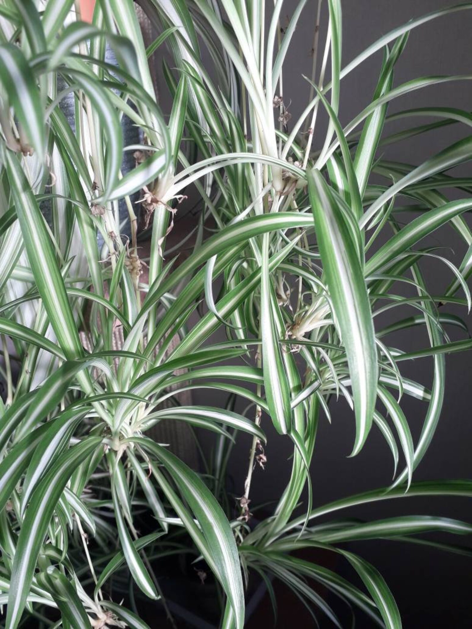 Spider Plant Babies Spiderettes Etsy