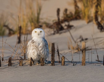 Snowy Owl on the Beach Metal Canvas Photo Harry Collins Original Wildlife Photography Wall Art Home decor Gifts