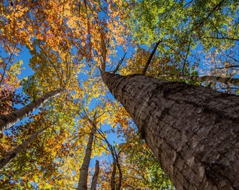 Autumn in Acadia National Park, Maine Harry Collins Original Photography Artwork Wall Art Home Decor Living Room Gifts