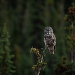 Great Gray Owl Photo, Metal, Canvas or Acrylic Print Harry Collins Original Photography Wall Art Home Decor Living Room Gifts