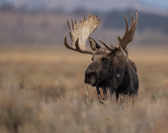 Moose in Grand Teton National Park Photo, Metal, Canvas or Acrylic Print Original Photography Wall Art Home Decor Living Room Gifts
