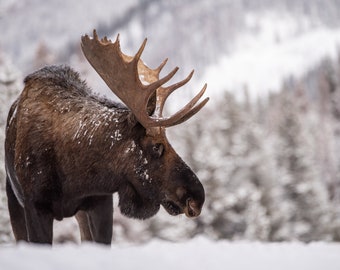 Moose in Snow Photo, Metal or Acrylic Print Harry Collins Photography Original Wall Art Cabin Decor Wall Hanging Art Gifts