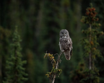 Great Gray Owl Photo, Metal, Canvas or Acrylic Print Harry Collins Original Photography Wall Art Home Decor Living Room Gifts