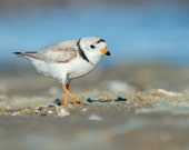 Piping Plover Picture