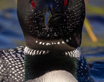 Common Loon in Acadia National Park Photo, Metal or Acrylic Print Harry Collins Photography Wildlife Wall Art Home Decor Gifts
