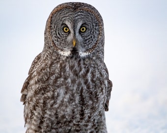 Great Gray Owl in Snow Photo, Metal or Acrylic Print Harry Collins Original Wildlife Photography Wall Art Home Decor Living Room Gift