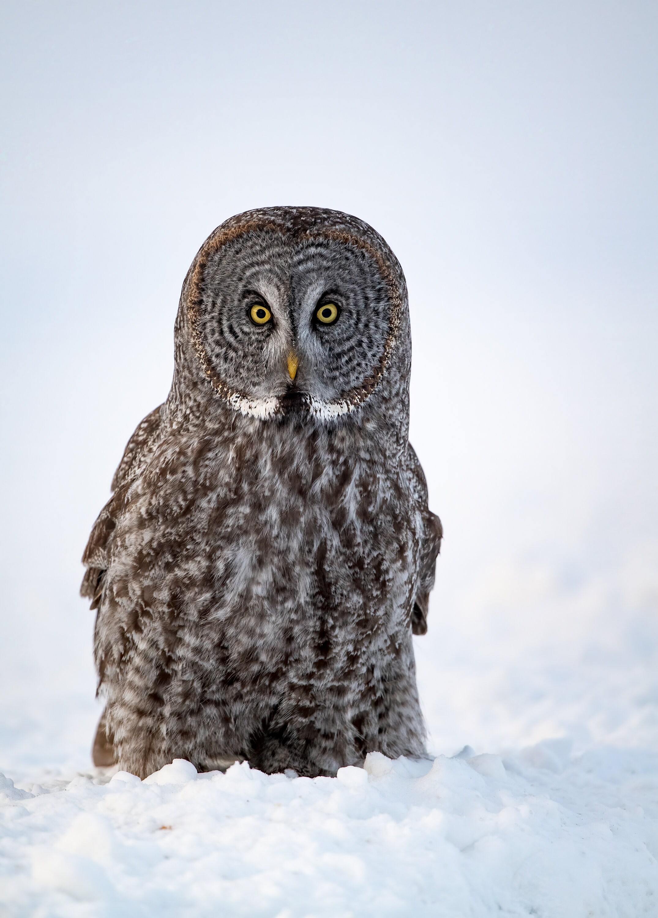 Great Gray Owl in Snow Photo, Metal or Acrylic Print Harry Collins Original Wildlife Photography Wal