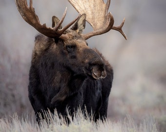 Moose in Grand Teton National Park Photo, Metal, Canvas or Acrylic Print