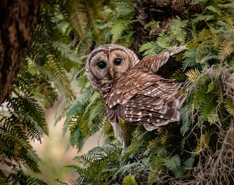 Barred Owl Photo, Metal, Canvas or Acrylic Print Harry Collins Original Photography Wall Art Home Decor Living Room Gift