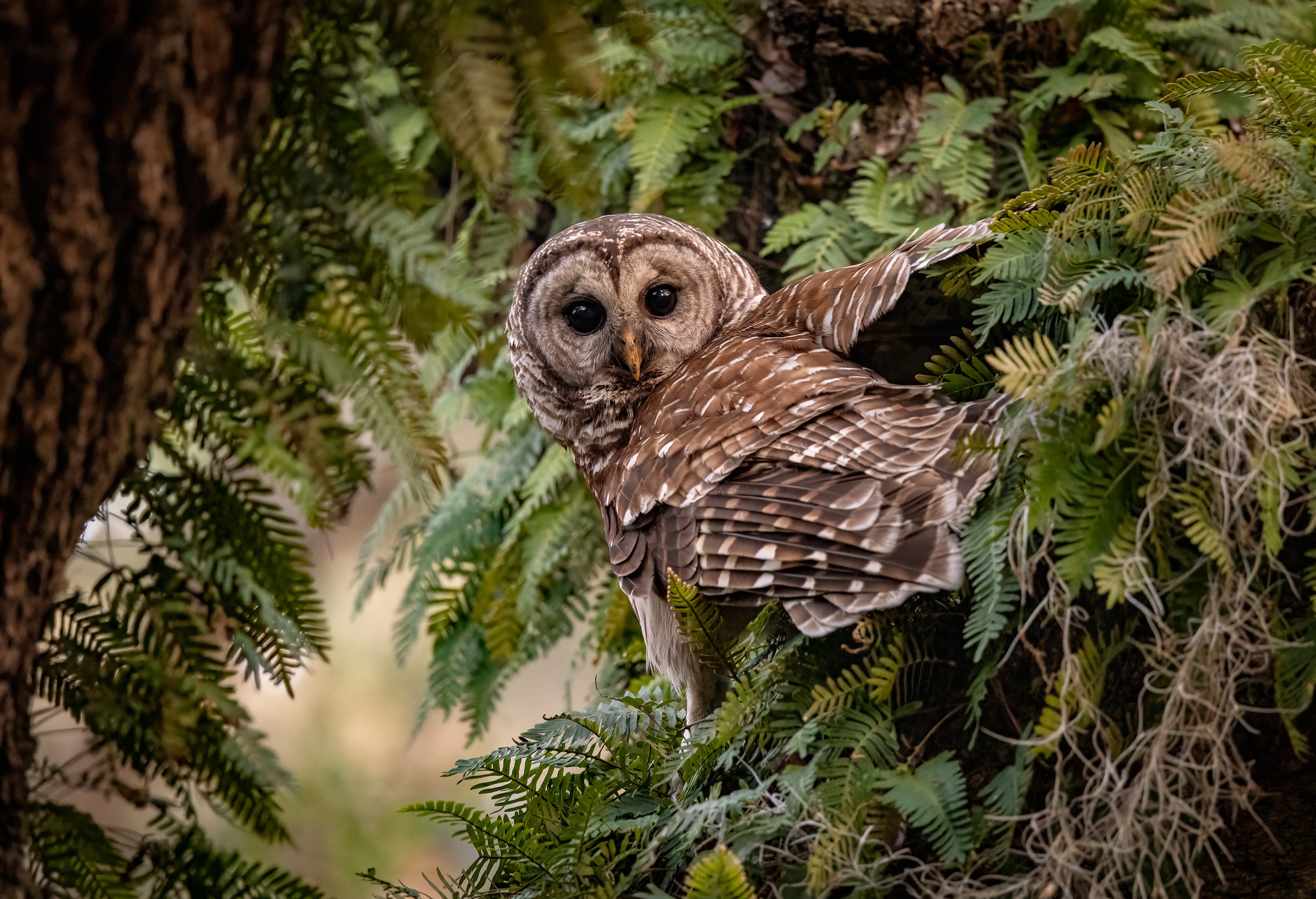 Barred Owl Photo, Metal, Canvas or Acrylic Print Harry Collins Original Photography Wall Art Home De