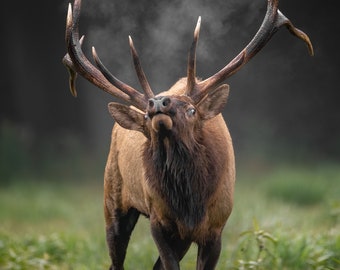 Bull Elk Photo, Metal, Canvas or Acrylic Print