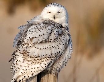 Snowy Owl Metal Print Acrylic Photo Canvas Art Harry Collins Original Photography Wildlife Art Home Decor Living Room GIfts