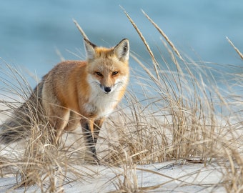 Fox on the Beach Photo, Metal or Acrylic Print Harry Collins Original Photography Wildlife Wall Art Home Decor Living Room Gift