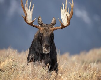 Moose in Grand Teton National Park Photo, Metal, Canvas or Acrylic Print Harry Collins Original Photography Wall Art Home Decor Gift