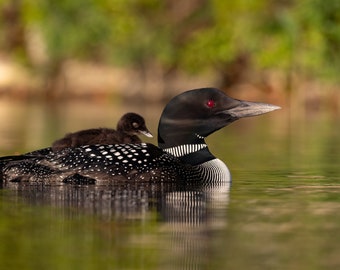 Common Loon and Chick Photo, Metal, Canvas or Acrylic Print Harry Collins Original Photography Wall Art Home Decor Living Room Gifts