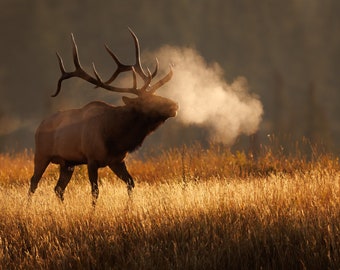 Bull Elk Photo, Metal, Canvas or Acrylic Print