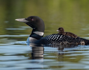 Common Loon and Chicks in Acadia National Park Photo, Metal or Acrylic Print Harry Collins Original Artwork Photography Home Decor Gifts