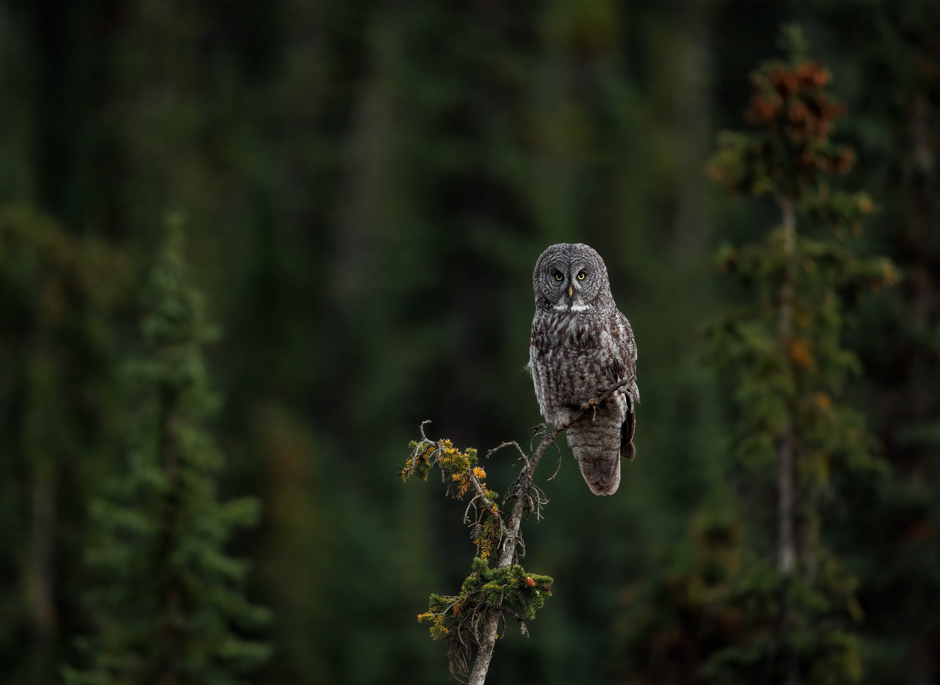 Great Gray Owl Photo, Metal, Canvas or Acrylic Print Harry Collins Original Photography Wall Art Hom